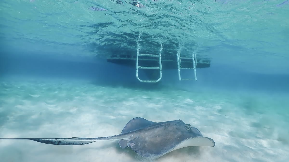Southern stingrays in shallow water at Stingray City, Grand Cayman